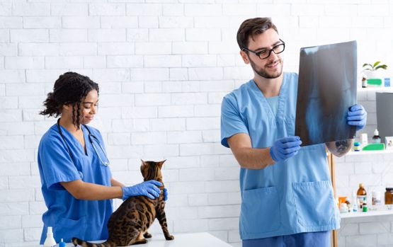 veterinario viendo una radiografía y una veterinaria sosteniendo al gatito